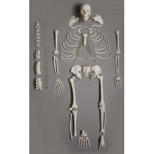 Human Dis-articulated Skeleton, full
